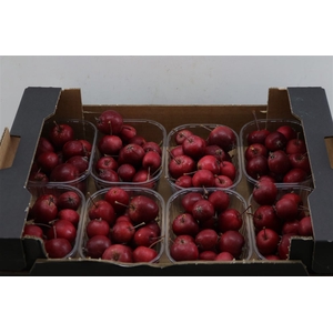 Sier Malusappel Dark Red X8