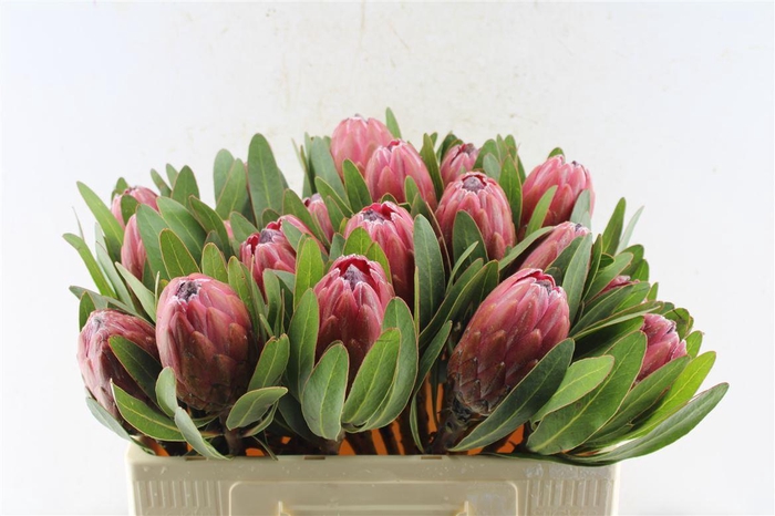 <h4>Protea Lancelot</h4>