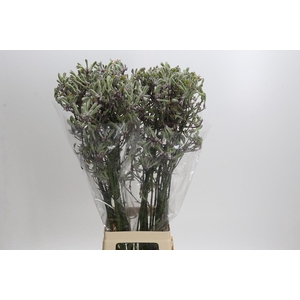 Anigozanthos 'Lilac Queen'