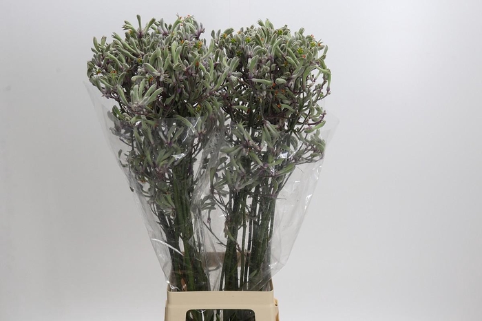 <h4>Anigozanthos Lilac Queen</h4>