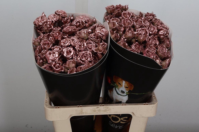 <h4>R Tr Wx Koper Xl</h4>