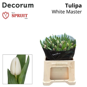 TU EN WHITE MASTER SPR