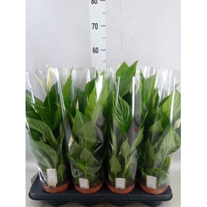 Spathiphyllum  'Strauss'