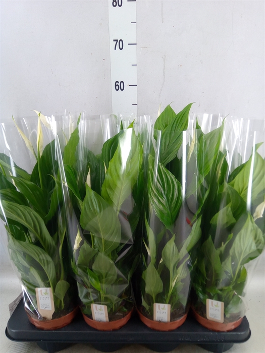 <h4>Spathiphyllum  'Strauss'</h4>