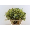 Euca Exotica Berry 60cm P Bunch