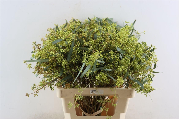 Euca Exotica Berry 60cm P Bunch