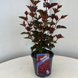 Physocarpus opulifolius Little Angel ('Hoogi016'PBR)