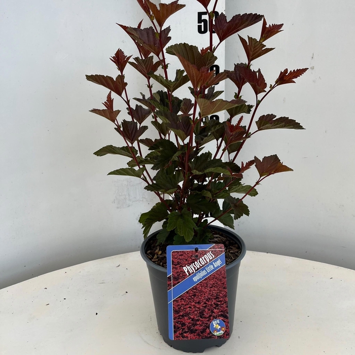 <h4>Physocarpus opulifolius Little Angel ('Hoogi016'PBR)</h4>