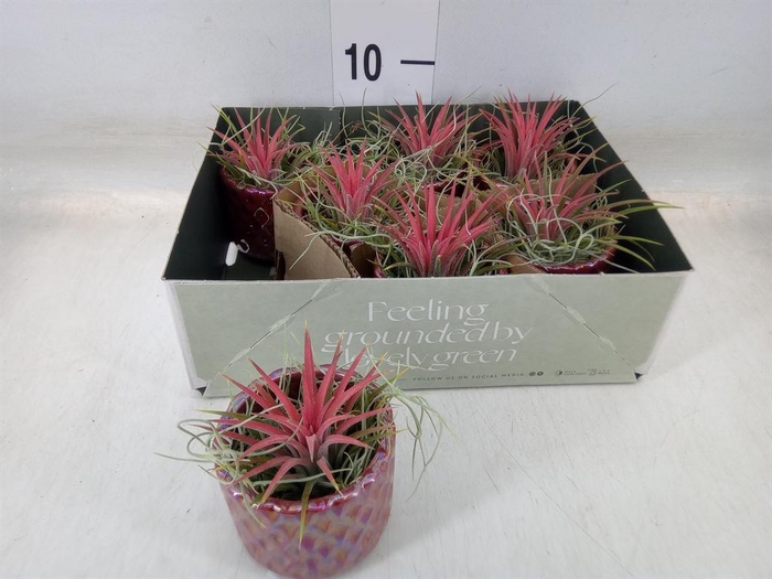 <h4>Arr.  Tillandsia L%</h4>