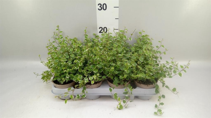 <h4>Ficus pumila 'White Sunny'</h4>