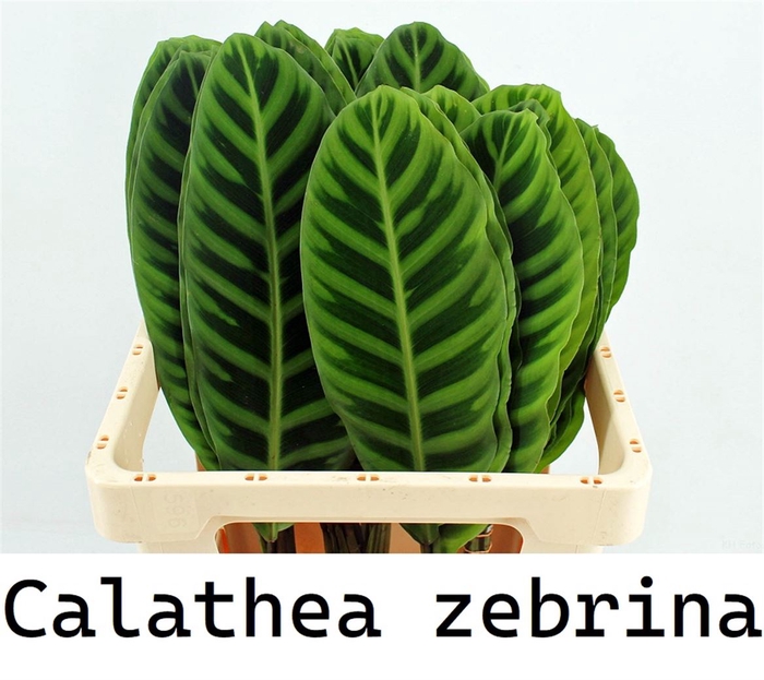 Calathea Zebrina