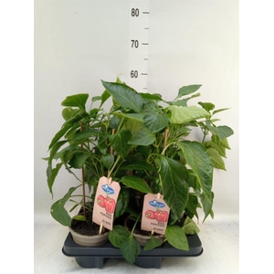 Capsicum annuum   ...paprika