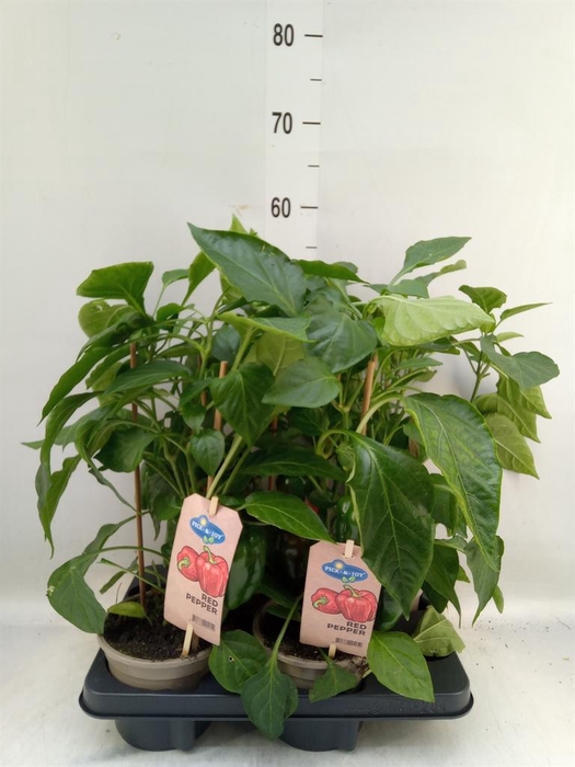 <h4>Capsicum annuum   ...paprika</h4>