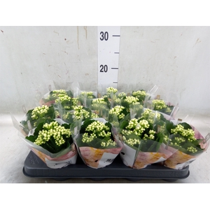 Kalanchoe blos. 'RosDon Dione'