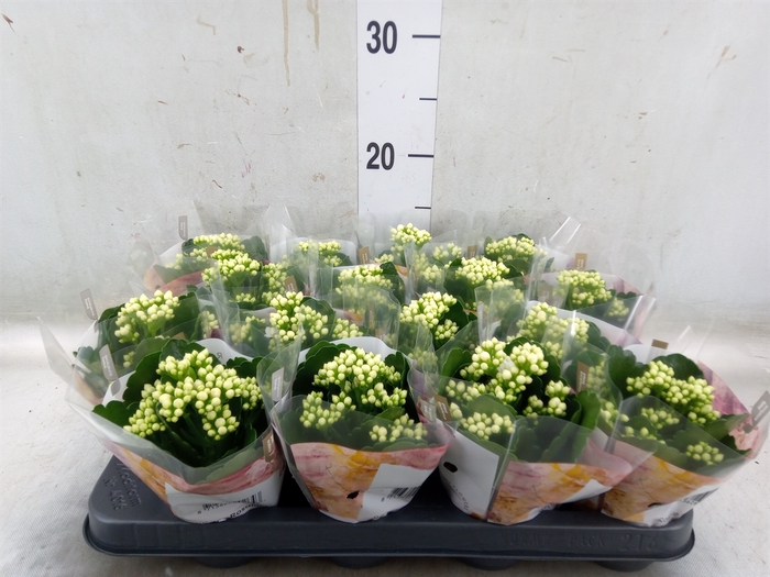 <h4>Kalanchoe blos. 'RosDon Dione'</h4>