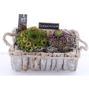 ARR SEMPERVIVUM