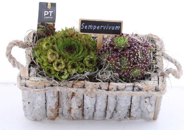 <h4>ARR SEMPERVIVUM</h4>