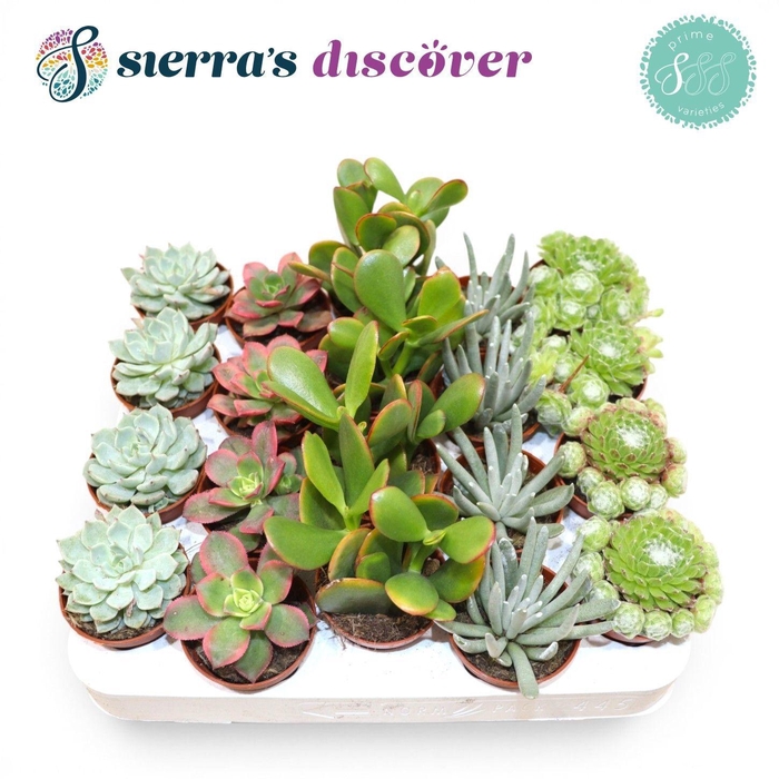 <h4>SUCC OV</h4>