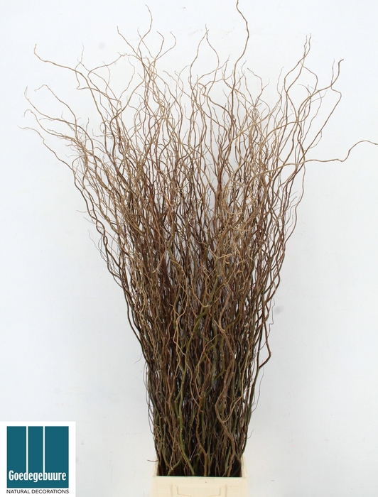 <h4>SALIX B TORTUOSA</h4>