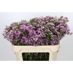 Chamelaucium Giselle