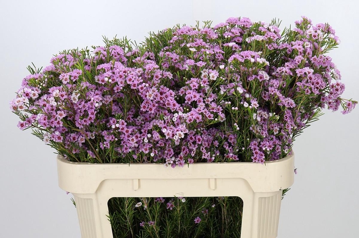 <h4>Chamelaucium Giselle</h4>