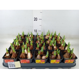 Tulipa DU 'Baby'   ...mix