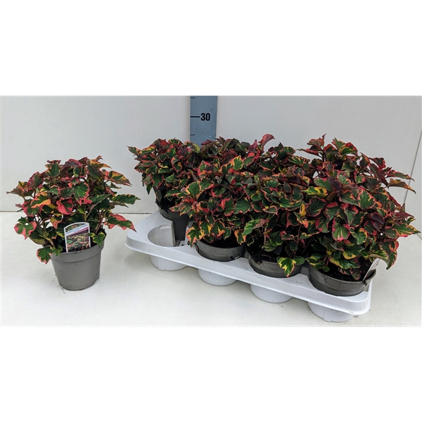 <h4>Houttuynia cordata 'Chameleon' 13T</h4>