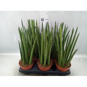 Sansevieria cyl.  ...