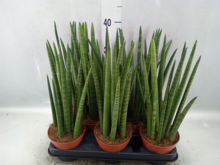 <h4>Sansevieria cyl.  ...</h4>