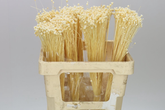 <h4>Df Berina Bleach Bs</h4>
