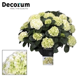 Hydrangea White in sierpot 20+ kop (Decorum)