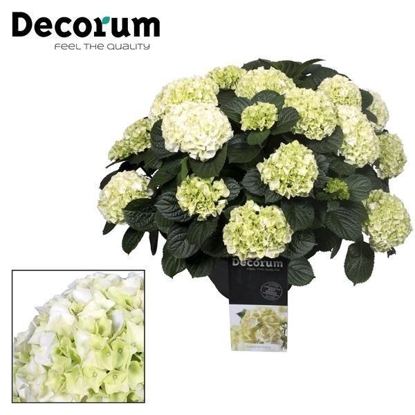 <h4>Hydrangea White in sierpot 20+ kop (Decorum)</h4>
