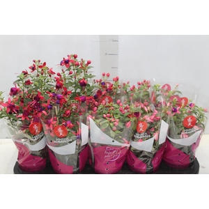 BRINCO DE PRINCESA P11