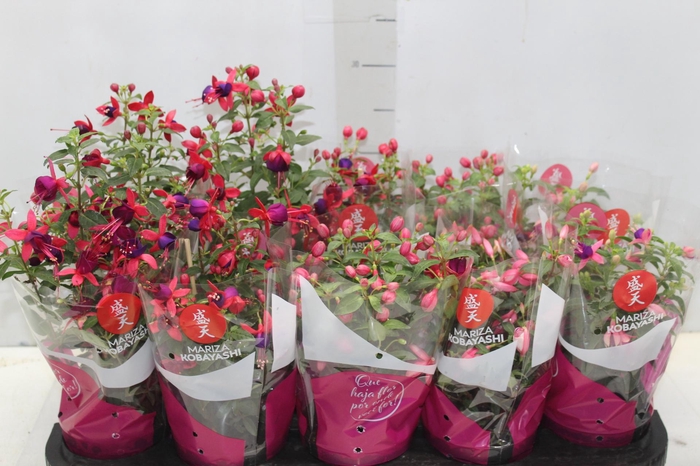 <h4>BRINCO DE PRINCESA P11</h4>