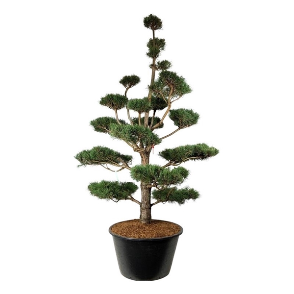 <h4>Pinus sylvestris</h4>