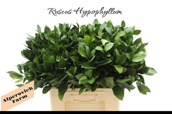 <h4>RUSCUS HYPOPHYLLUM</h4>