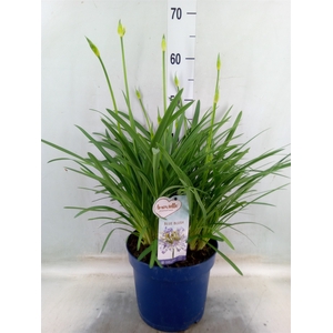 Agapanthus  'Amourette Blue Blush'