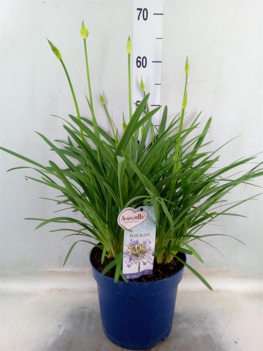 <h4>Agapanthus  'Amourette Blue Blush'</h4>