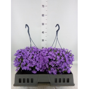 Campanula porten. 'Catharina'