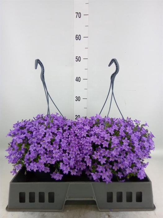 <h4>Campanula porten. 'Catharina'</h4>
