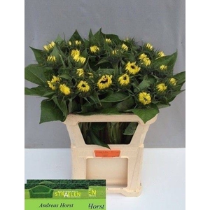 HELIAN SUNRICH LIMON