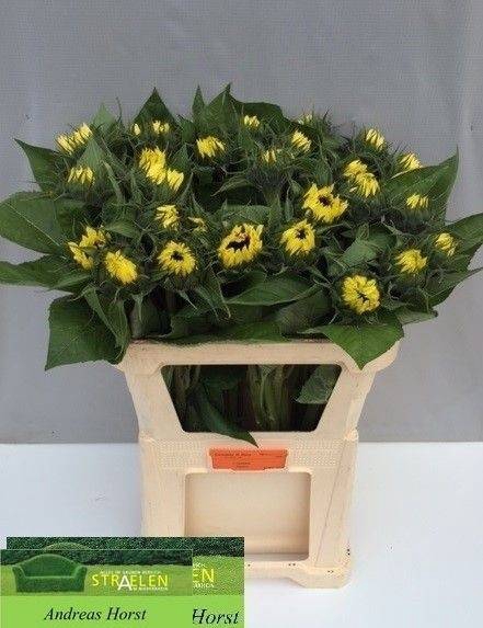 <h4>HELIAN SUNRICH LIMON</h4>