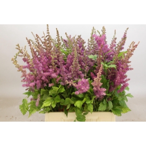Astilbe Black And Blue