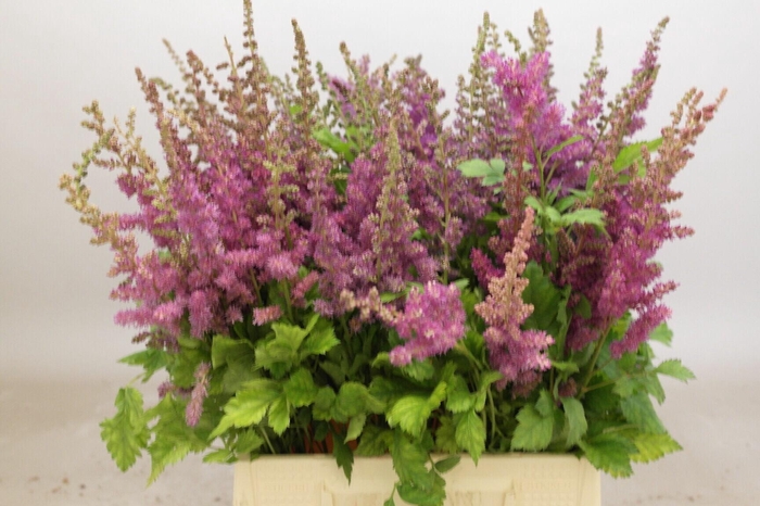 <h4>Astilbe Black And Blue</h4>