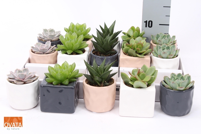 <h4>SUCC GEM 5 SRT</h4>