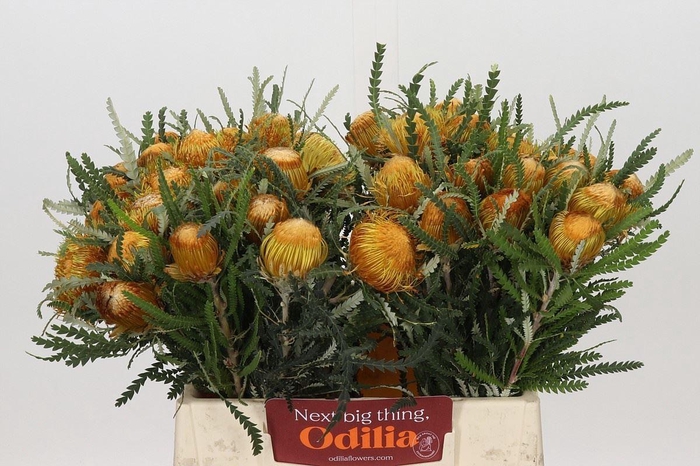 <h4>DRYANDRA FORMOSA BANKSIA DRYANDRA</h4>