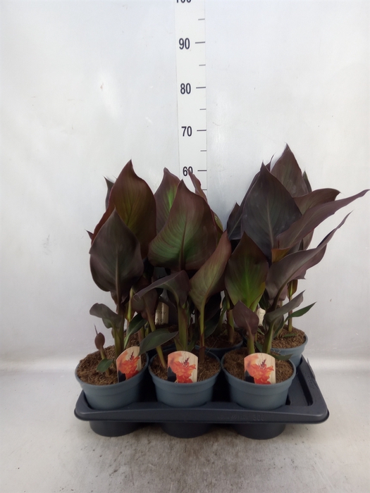 <h4>Canna  'Pacific Beauty'</h4>