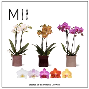 Mimesis Phal. Mix - 2 spike 9cm in Elise ceramic