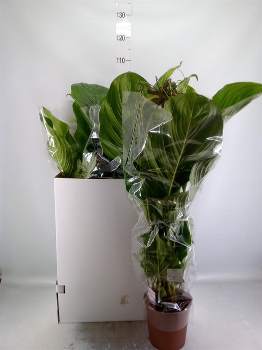 <h4>Tacca chantrieri</h4>