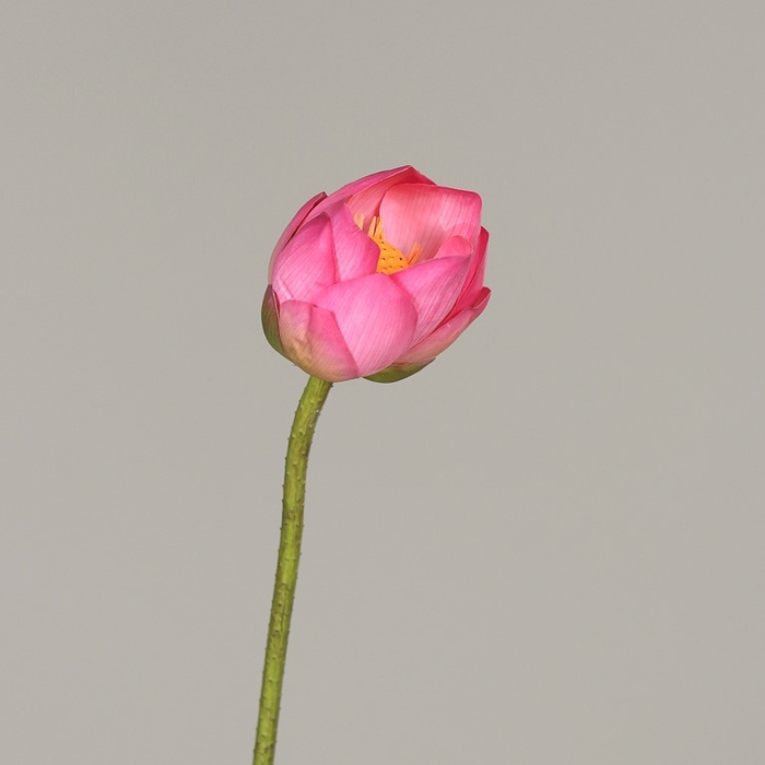 <h4>Lotus leaf 85cm pink</h4>